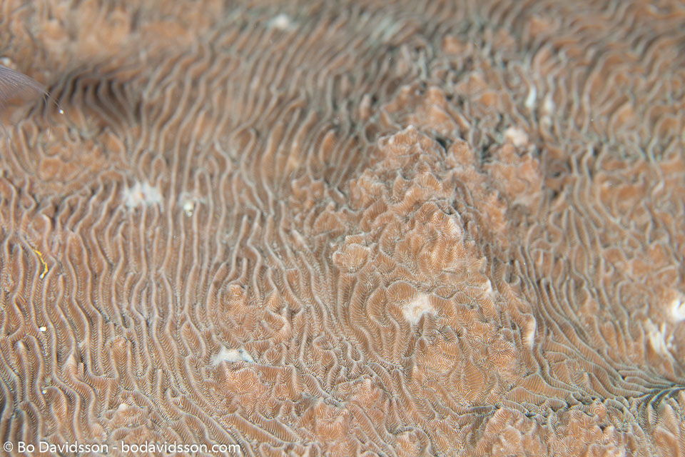 BD-111127-Raja-Ampat-5331-Pachyseris-rugosa-(Lamarck.-1801)-[Serpent-coral].jpg